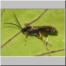 Ctenichneumon panzeri - Schlupfwespe m103b 15mm - OS-Hasbergen Lehmhuegel-fdet02.jpg